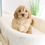 Thumbnail: CAVAPOO - United Kingdom Import