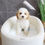 Thumbnail: CAVAPOO - United Kingdom Import