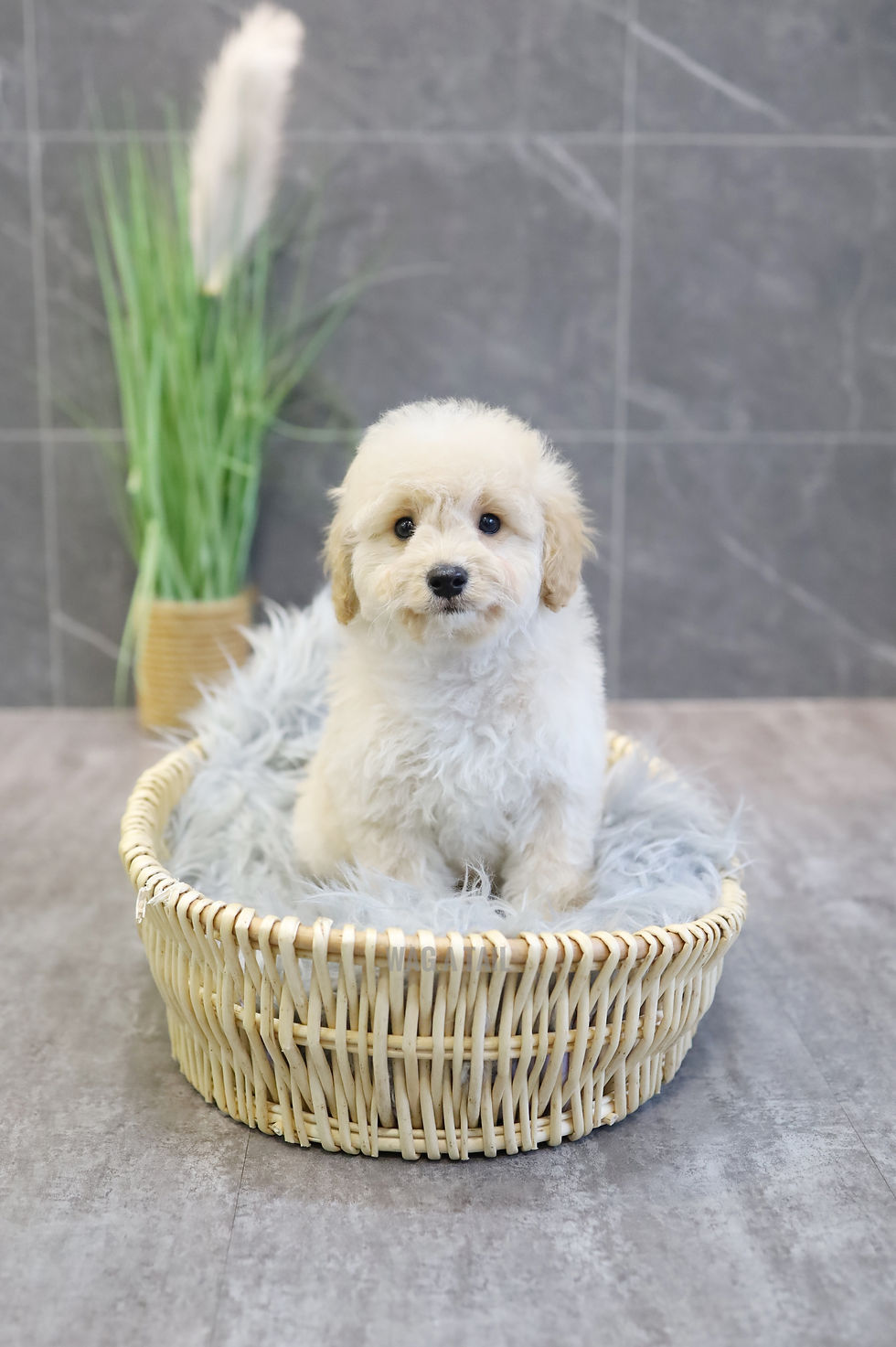 Thumbnail: CAVAPOO - United Kingdom Import
