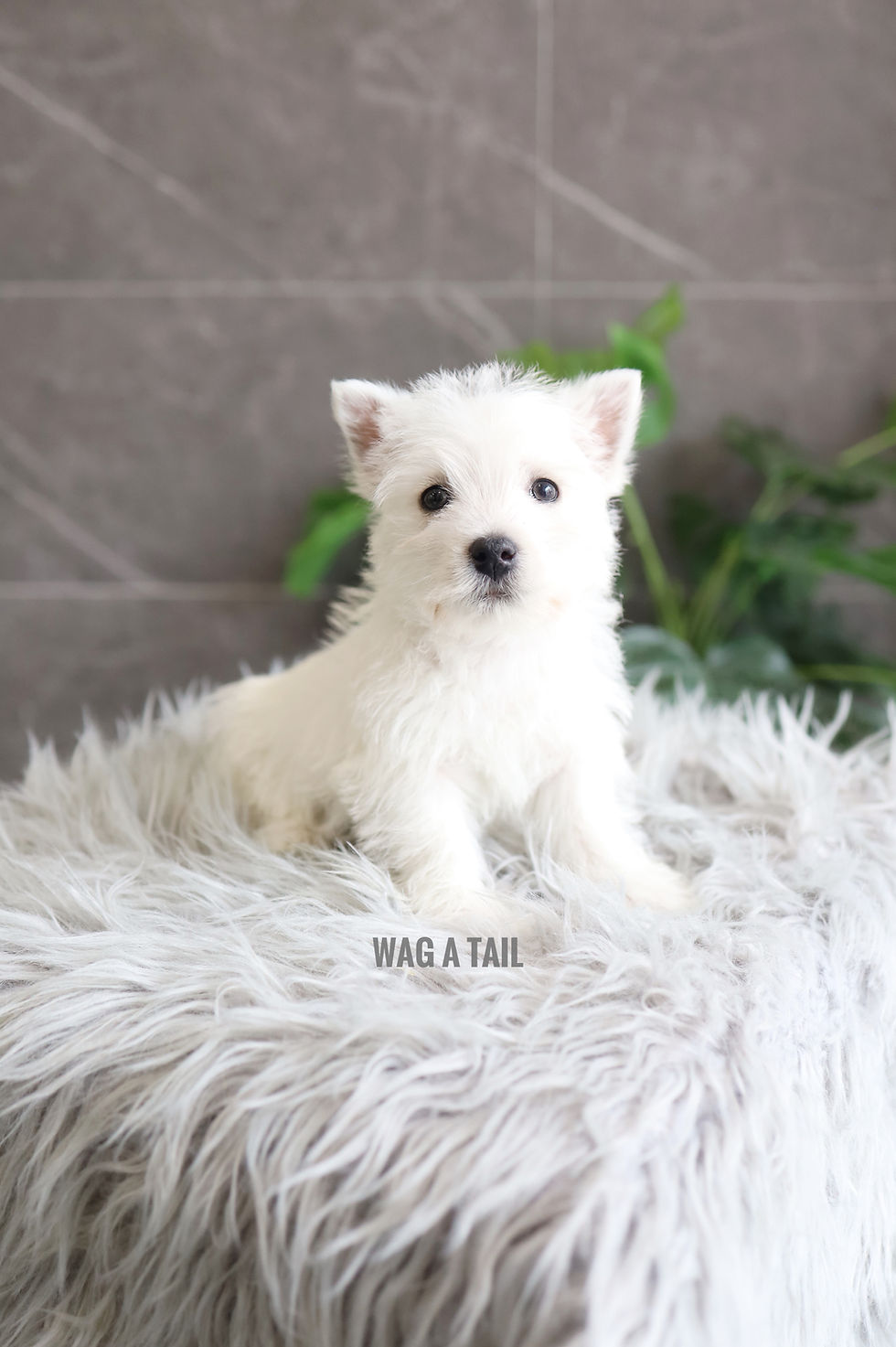 Thumbnail: WEST HIGHLAND TERRIER - United Kingdom Import