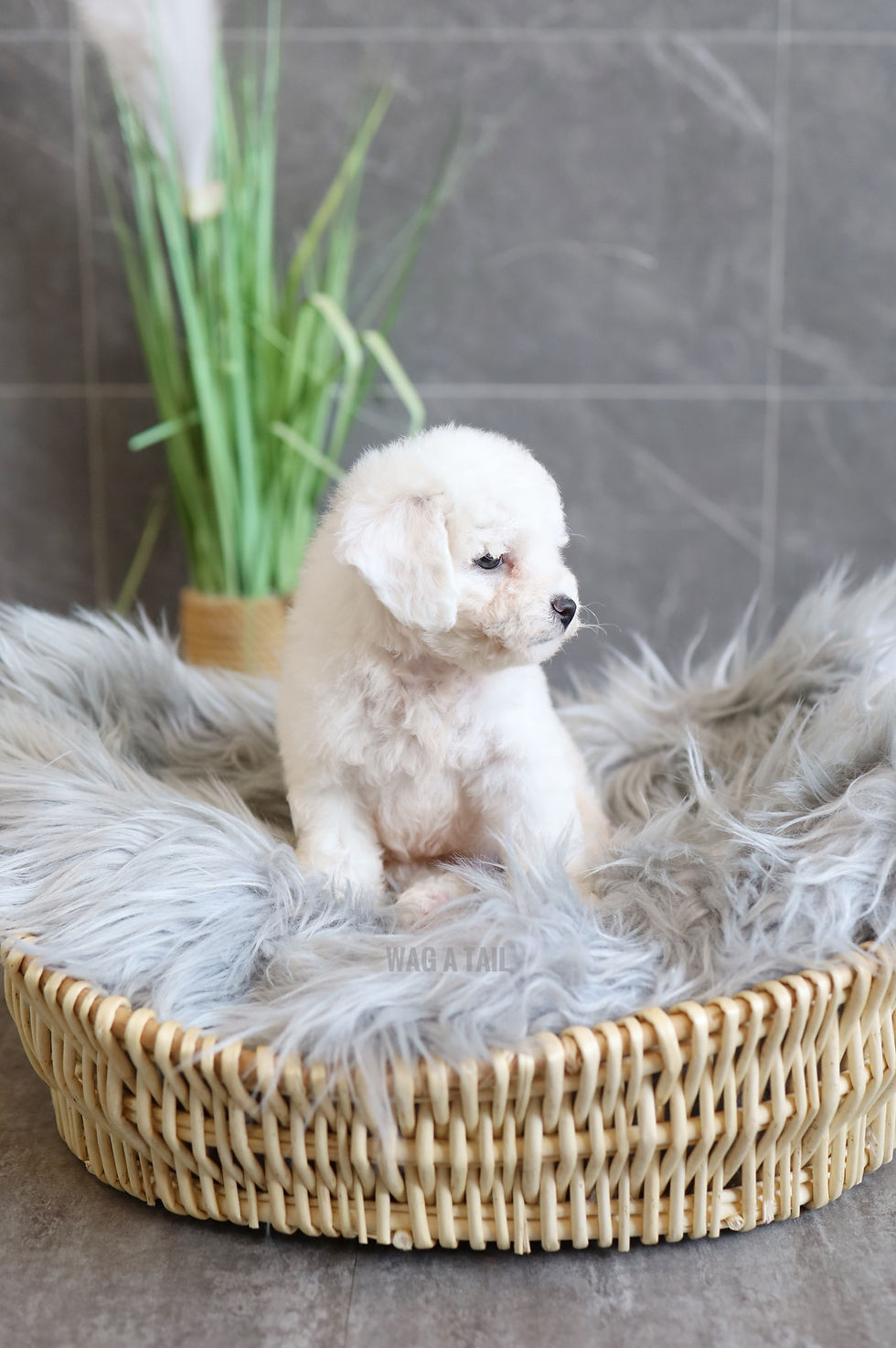 Thumbnail: BICHON FRISE