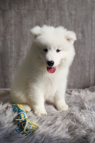Breed Average Price Of A Samoyed Puppy Dog Price Purebred Samoyed