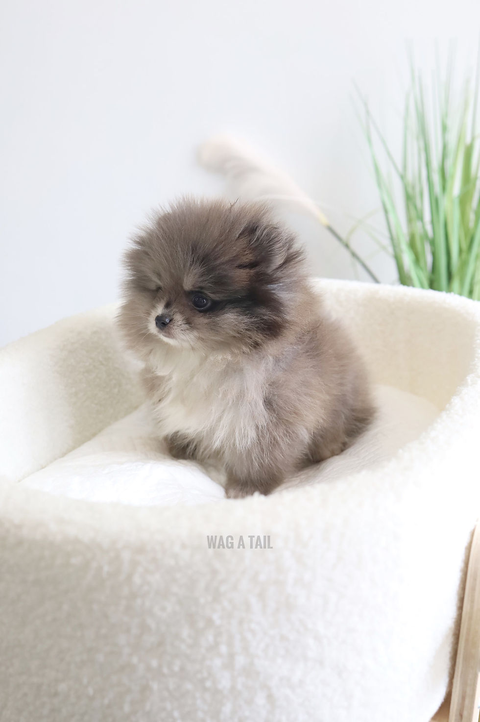 Thumbnail: MINI POMERANIAN