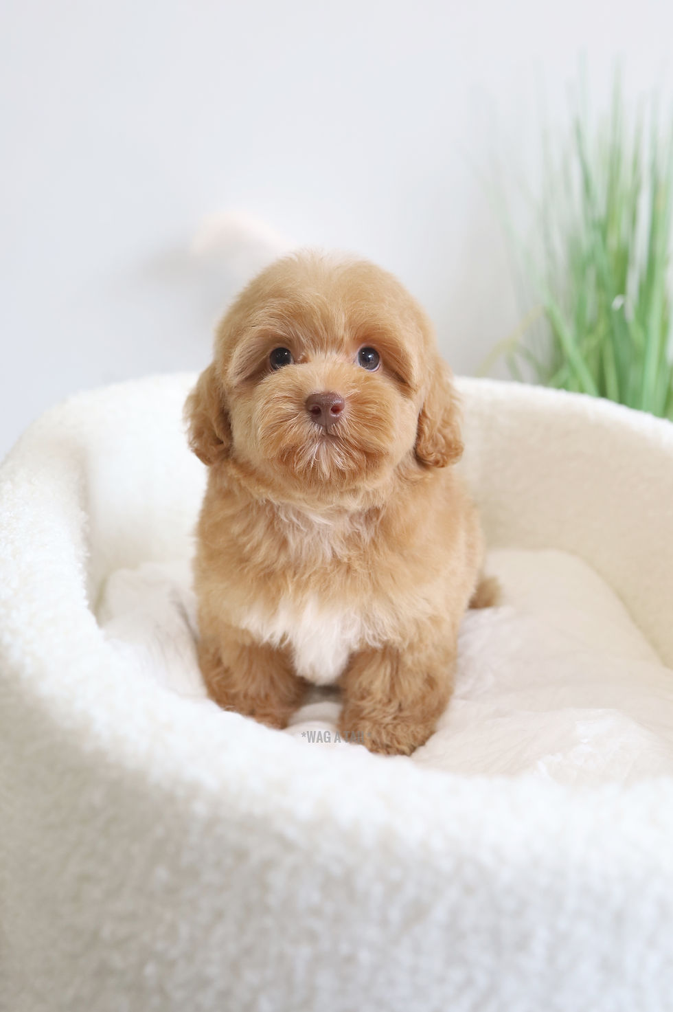 Thumbnail: MALTIPOO