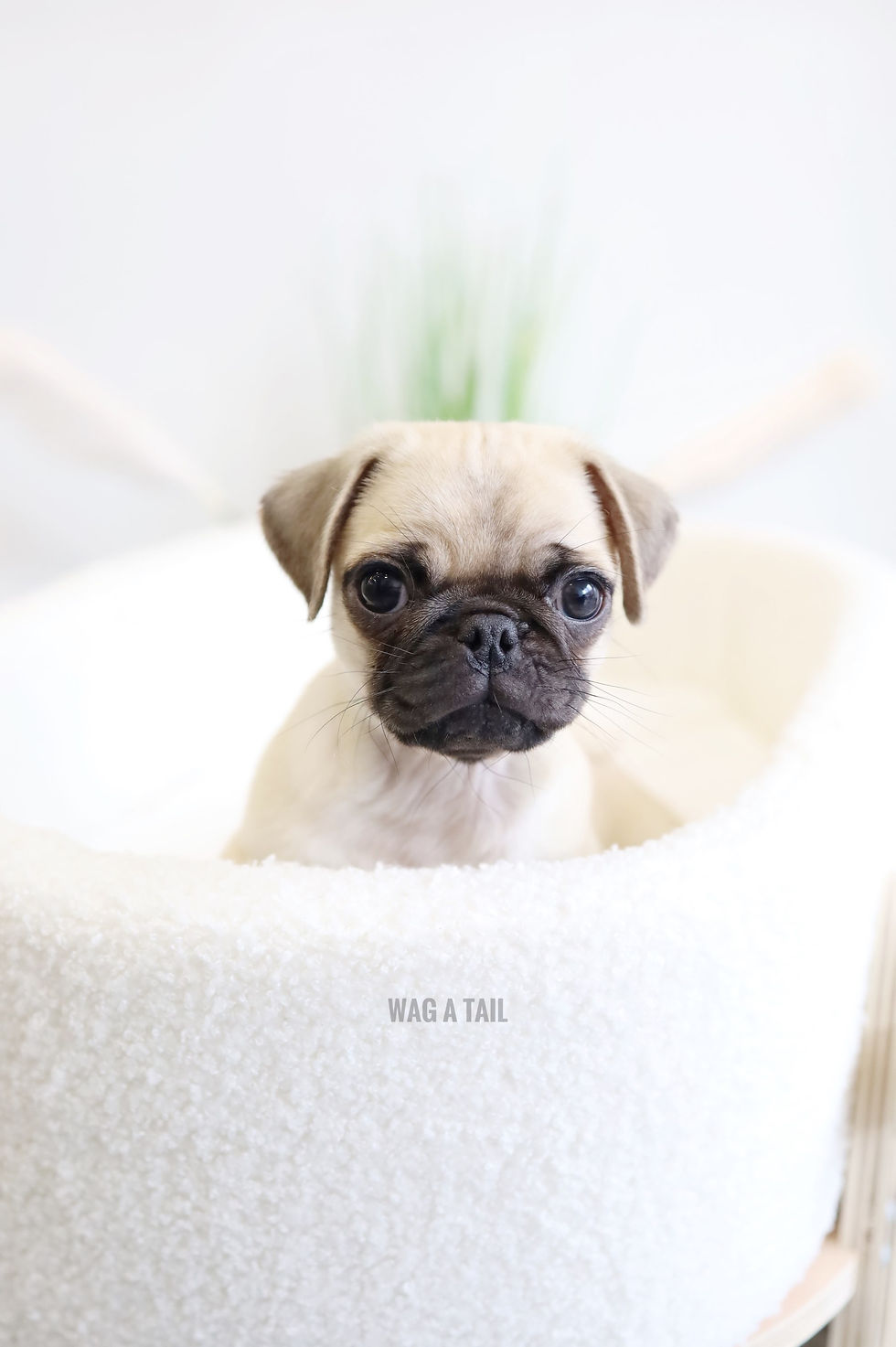 Thumbnail: PUG - Australia Import