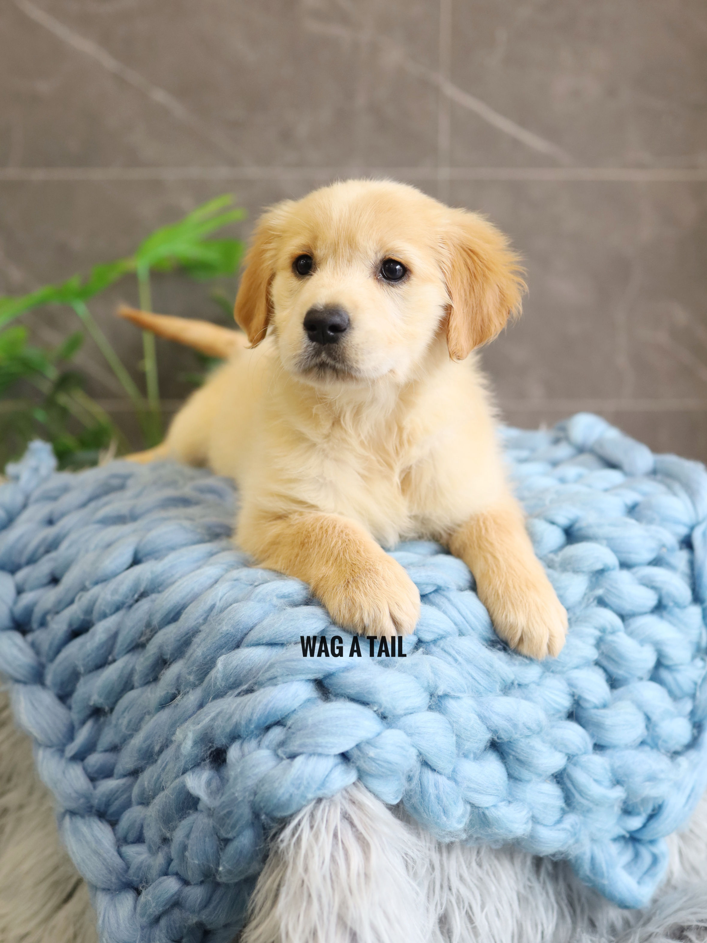 GOLDEN RETRIEVER - Australia Import