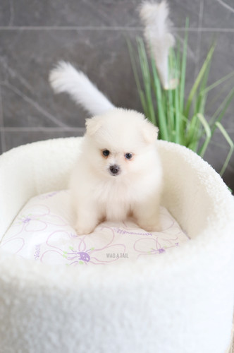 Pomchi Puppy White Chihuahua Pomeranian Mix Pomeranian Breeders