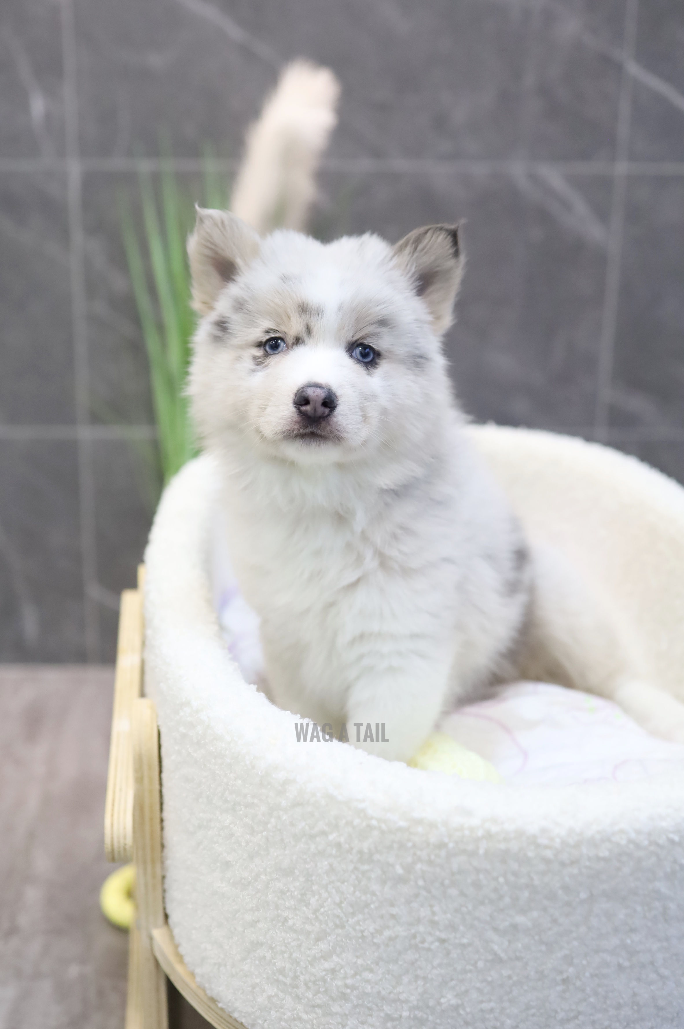 CHOWPOMSKY - UK IMPORT