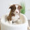 Thumbnail: BORER COLLIE - Australia Import