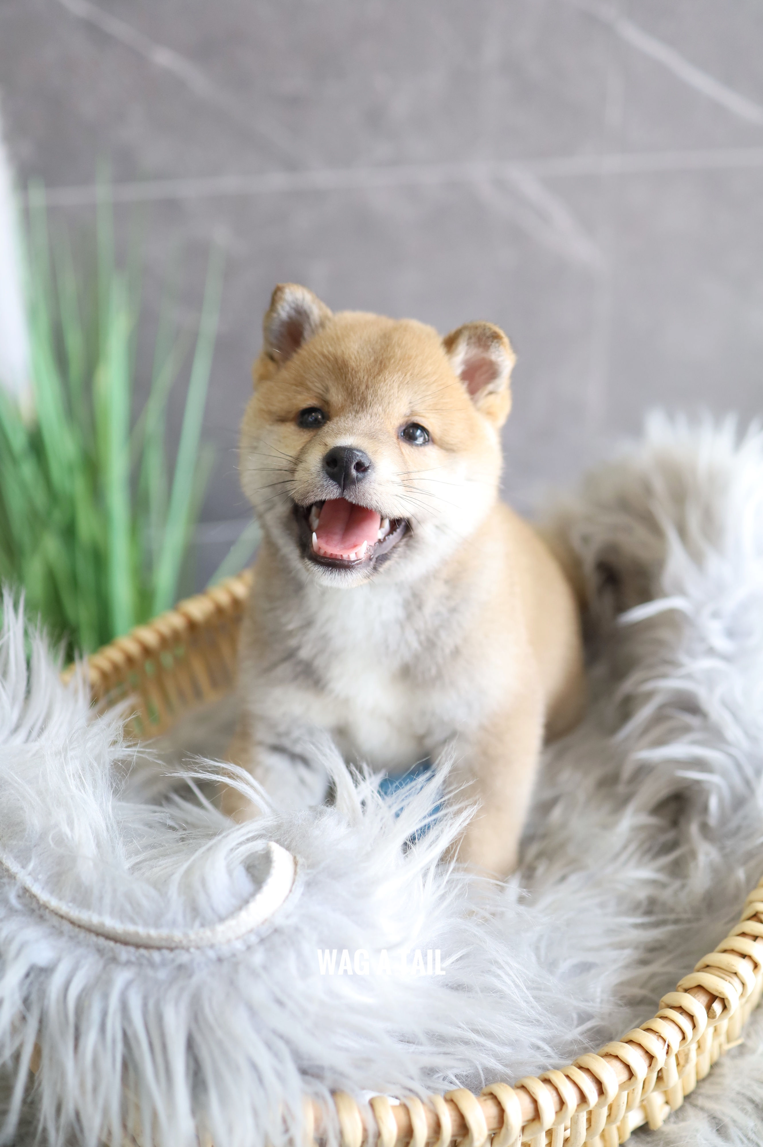 SHIBA INU - UNITED KINGDOM Import