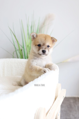 SHIBA INU x MINI POMERANIAN Wag A Tail Singapore