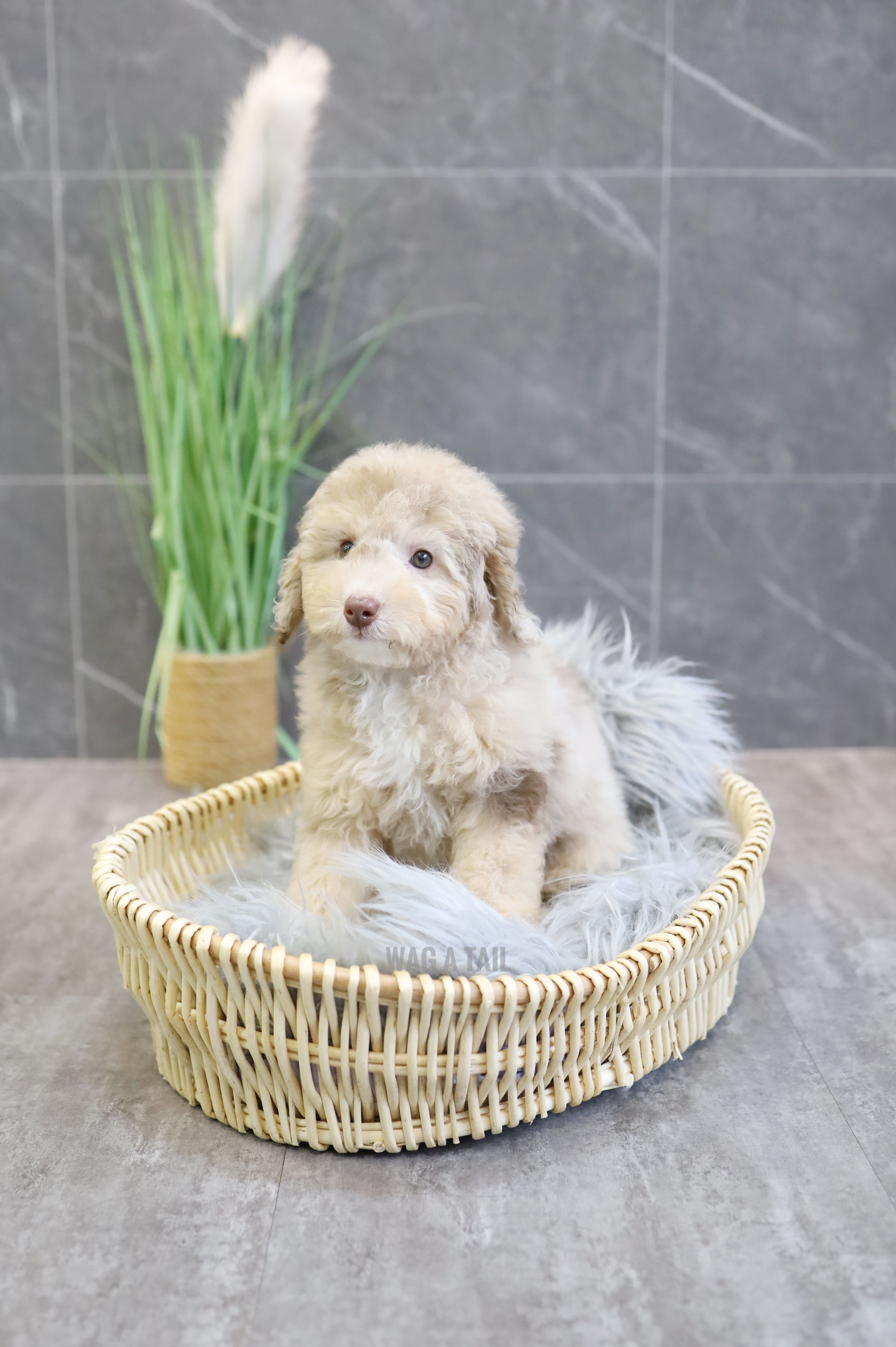 CAVAPOO - United Kingdom Import