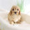 Thumbnail: CAVAPOO - United Kingdom Import