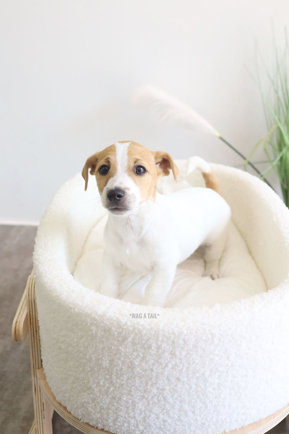 Thumbnail: JACK RUSSELL TERRIER - Australia Import