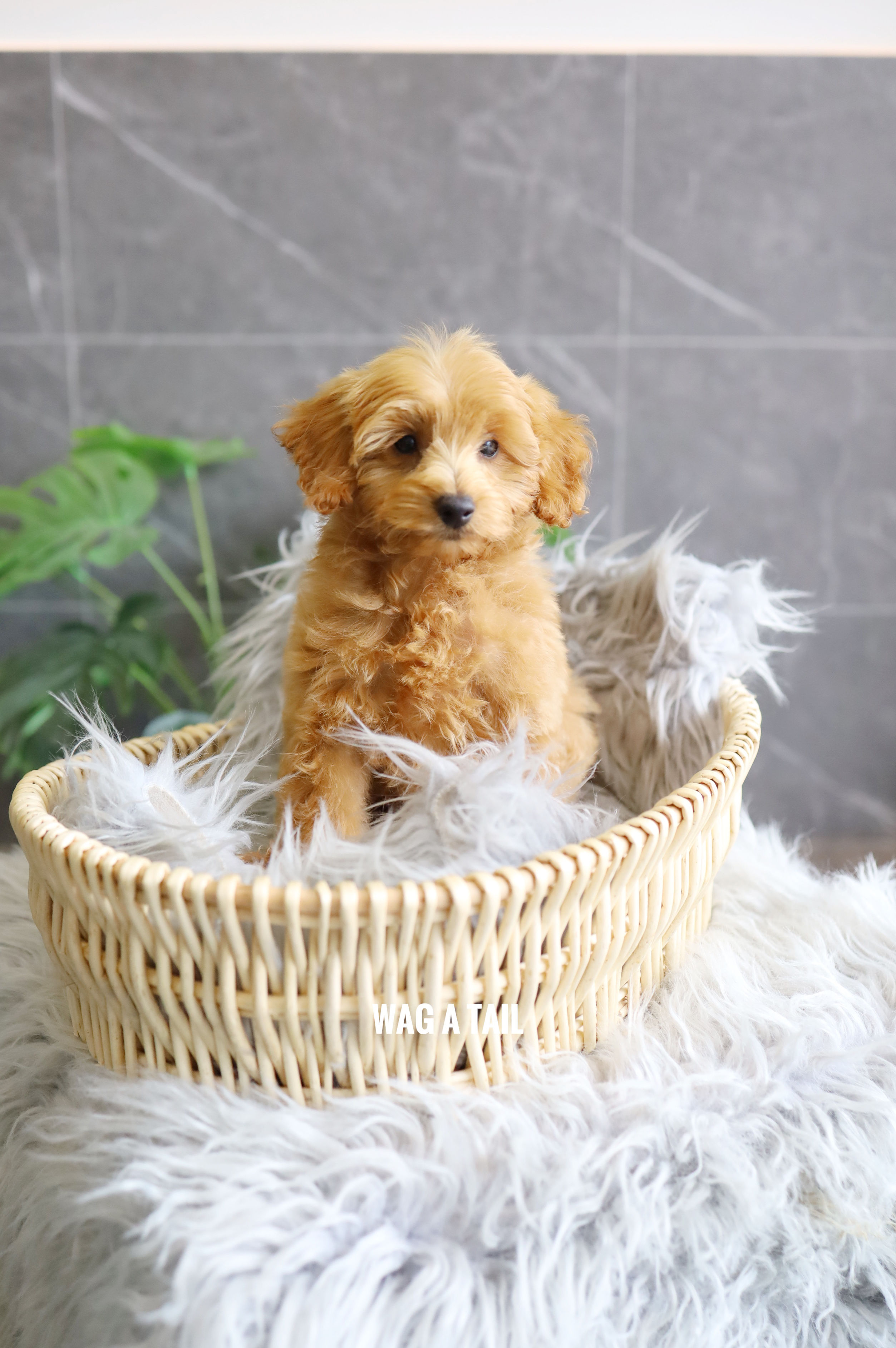 PETITE MINI GOLDENDOODLE - Australia Import