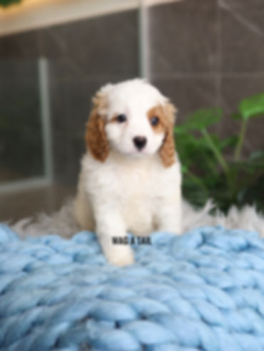 CAVAPOO - Australia Import