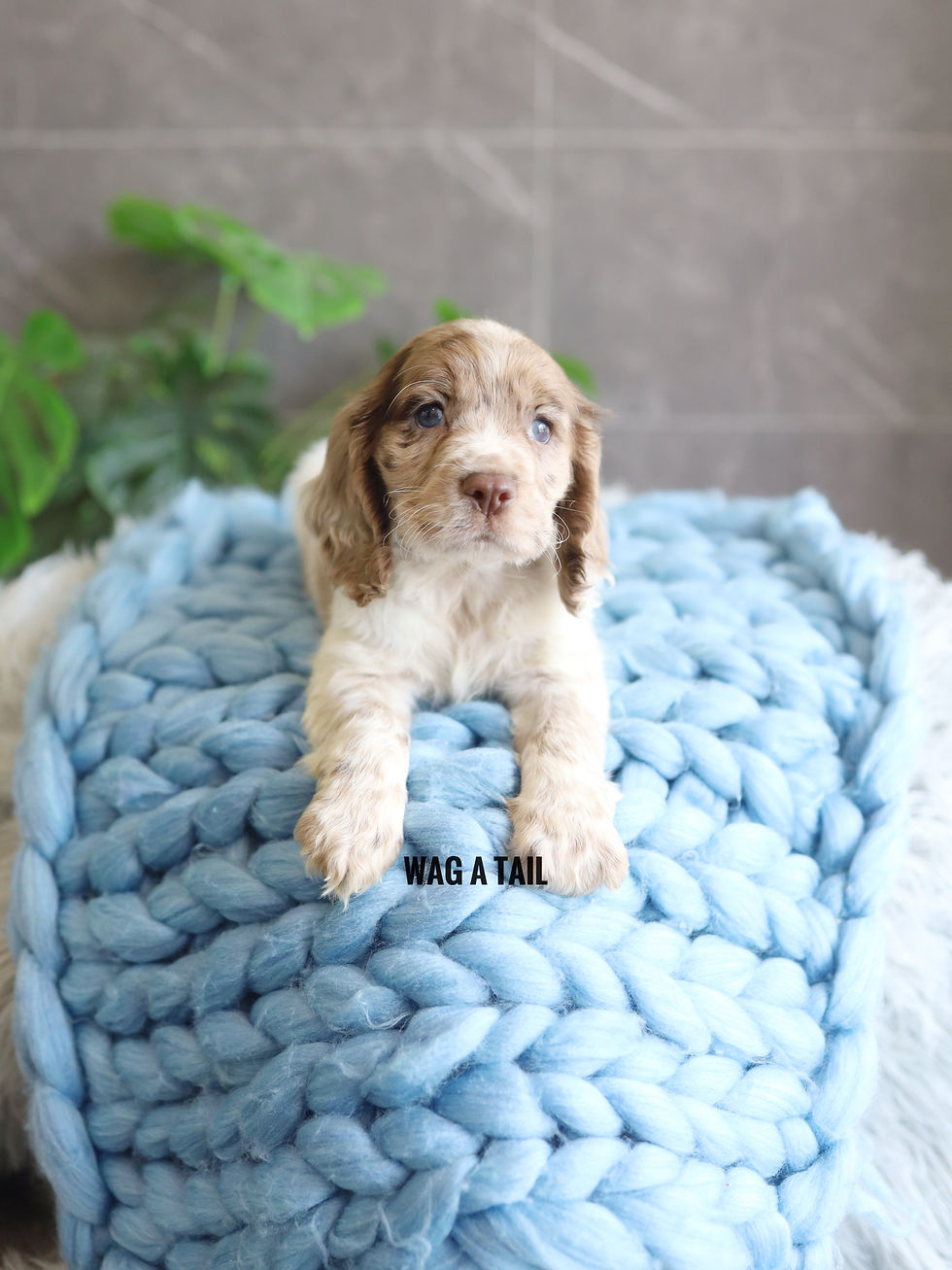 Thumbnail: COCKER SPANIEL - UK Import