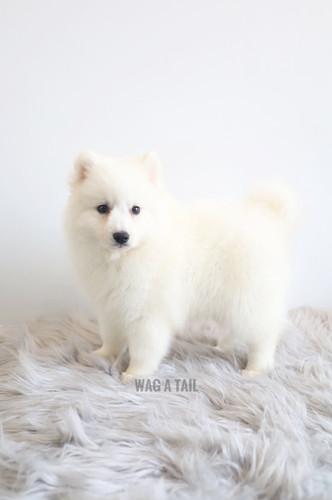 Puppy Japanese Spitz Rescue German Spitz Rescue Best Sale New Releases