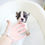 Thumbnail: FRENCH BULLDOG