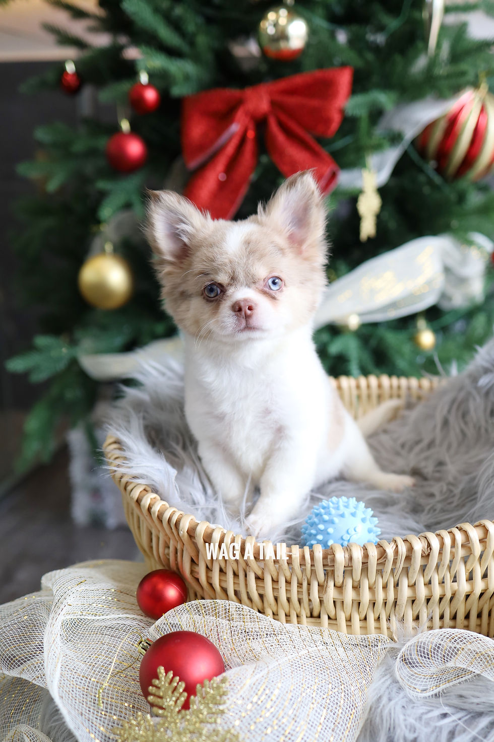 Thumbnail: CHIHUAHUA