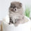 Thumbnail: MINI POMERANIAN