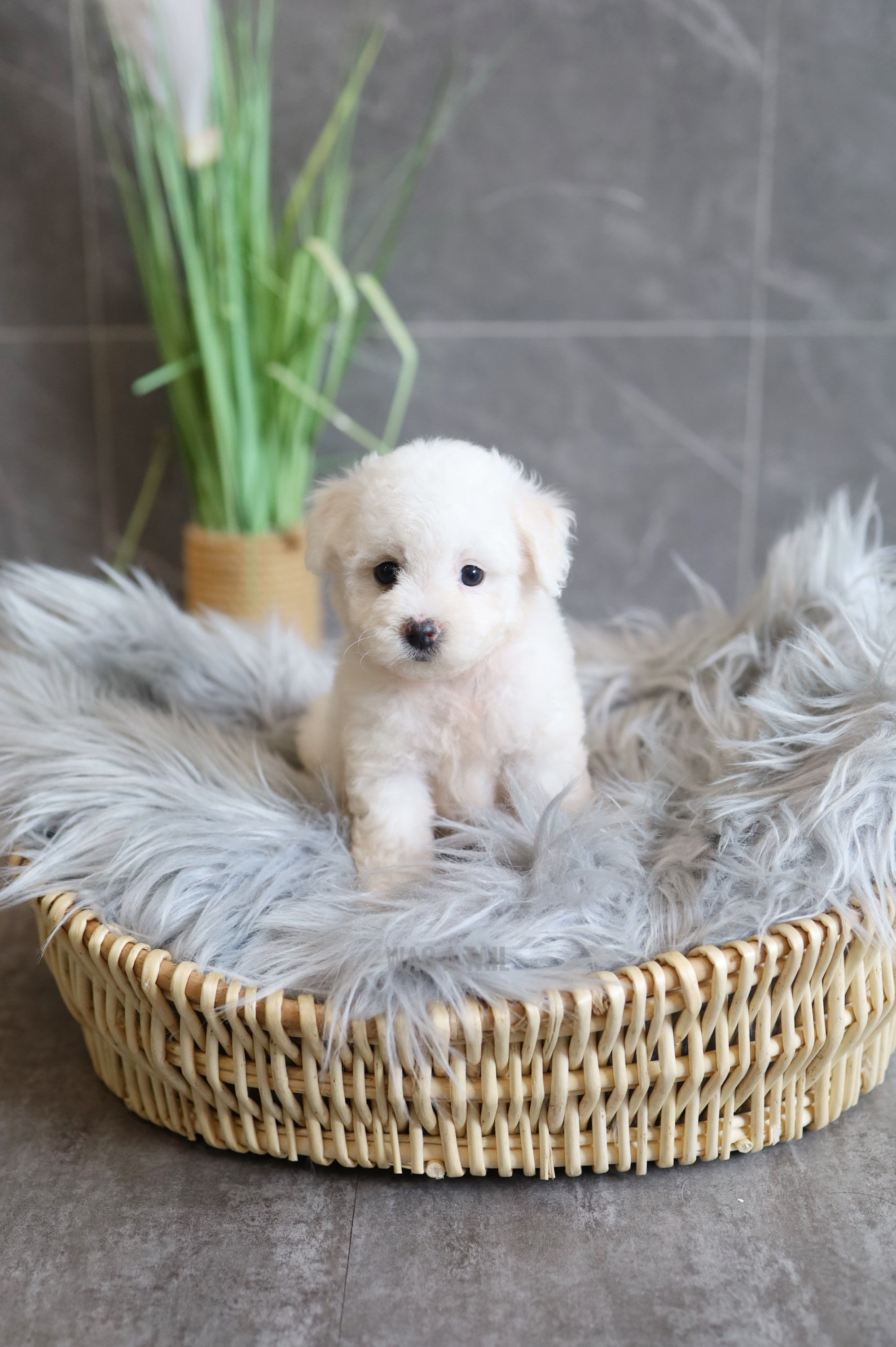 BICHON FRISE