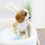 Thumbnail: CAVALIER KINGS CHARLES SPANIEL - Australia Import