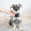 Thumbnail: MINI SCHNAUZER - Australia Import