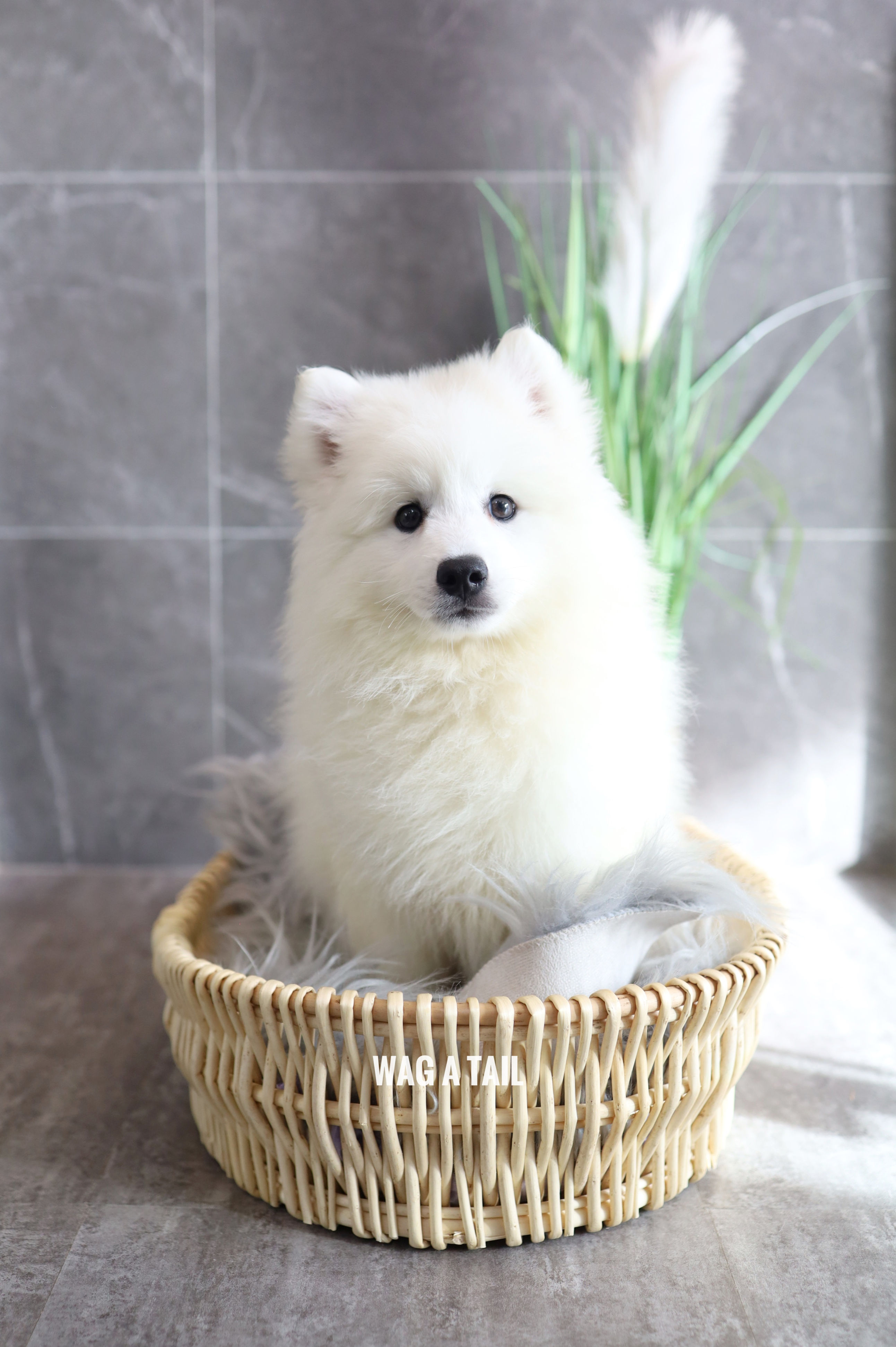 JAPANESE SPITZ - Australia Import