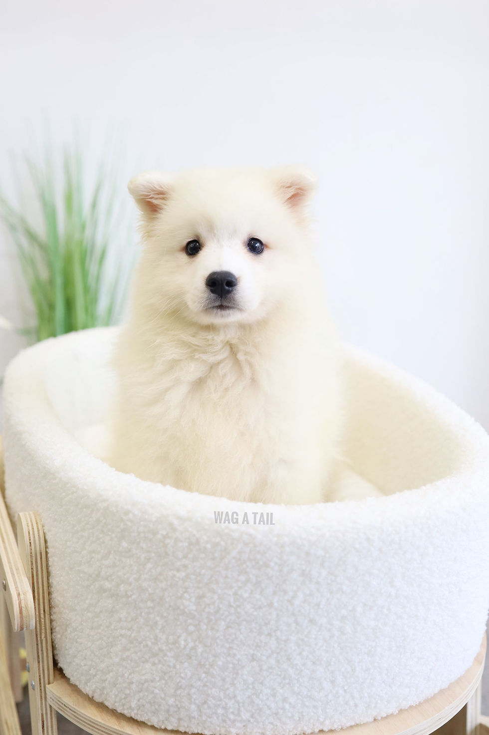 Thumbnail: JAPANESE SPITZ - Australia Import