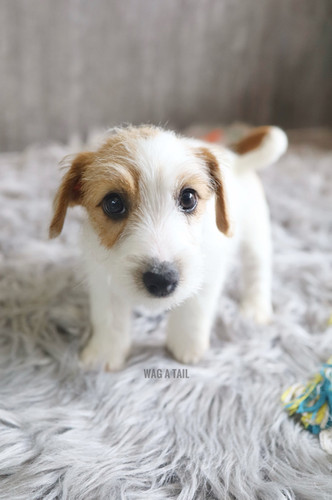 Fox Terrier Mix Types Of Dogs Jack Russell Fox Terrier Manchester