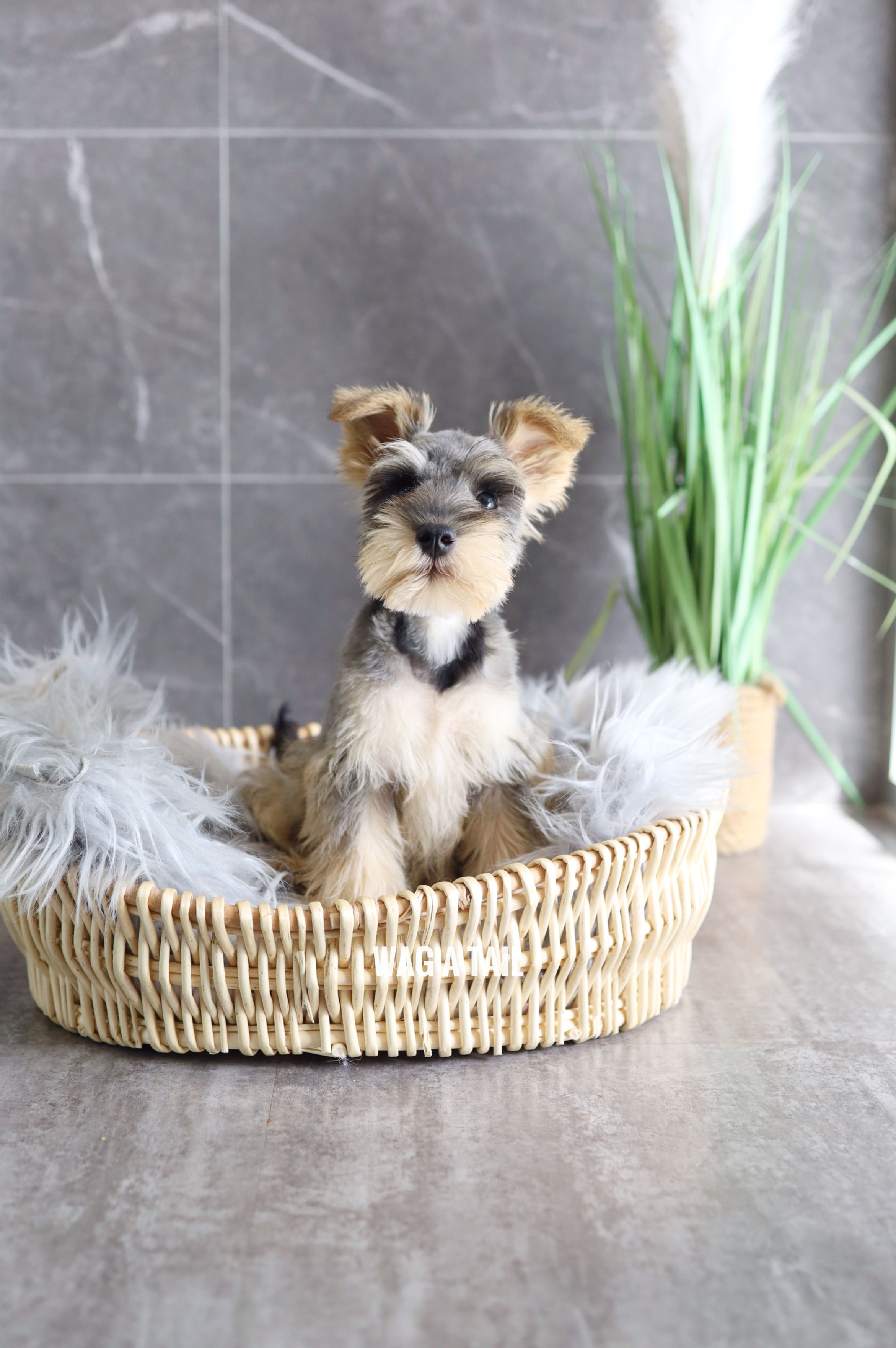 MINI SCHNAUZER - Australia Import