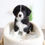 Thumbnail: BORDER COLLIE - Australia Import
