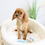 Thumbnail: CAVALIER KINGS CHARLES SPANIEL - Australia Import