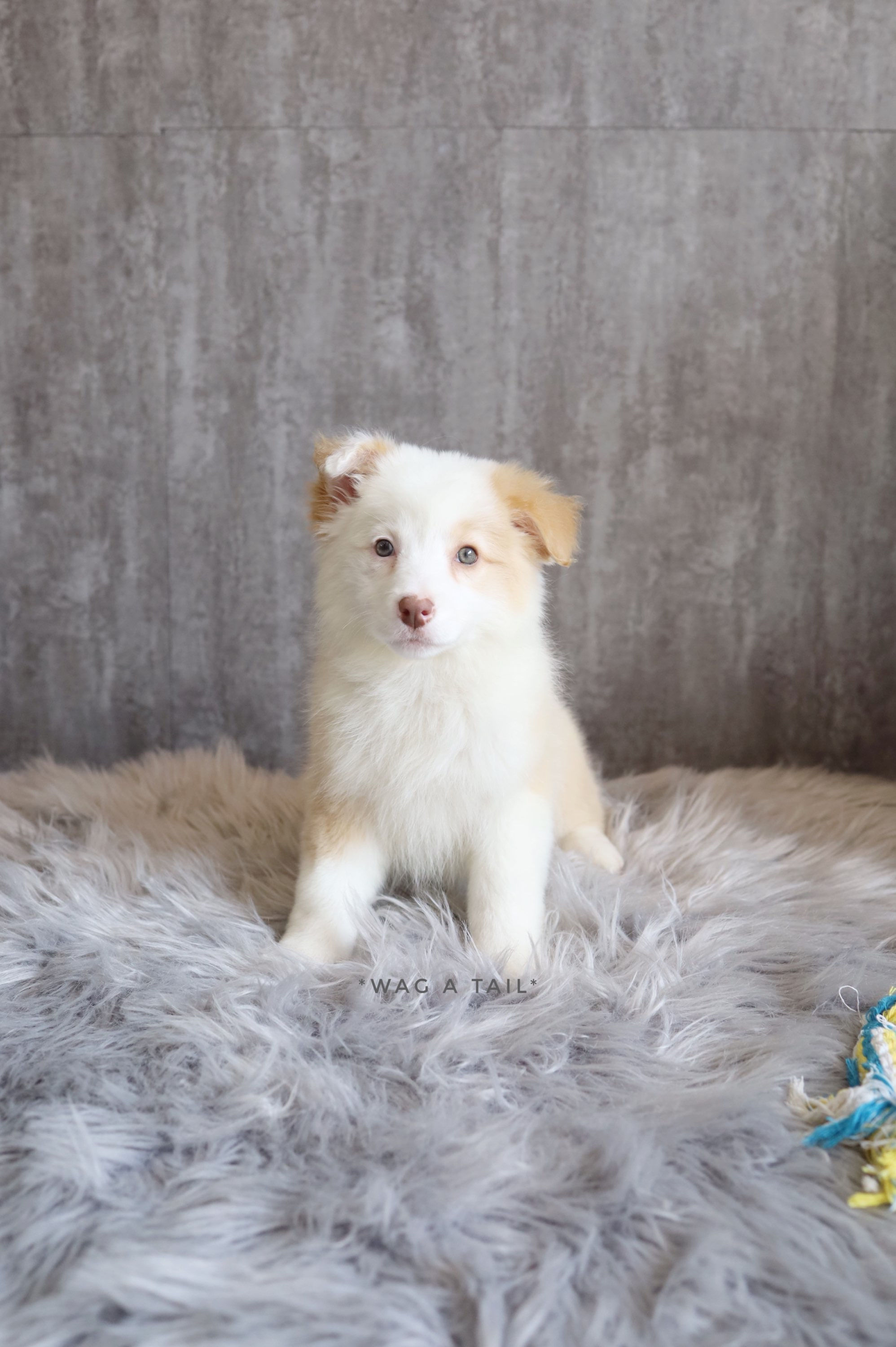 BORDER COLLIE - Australia Import