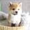 Thumbnail: SHIBA INU - UNITED KINGDOM Import