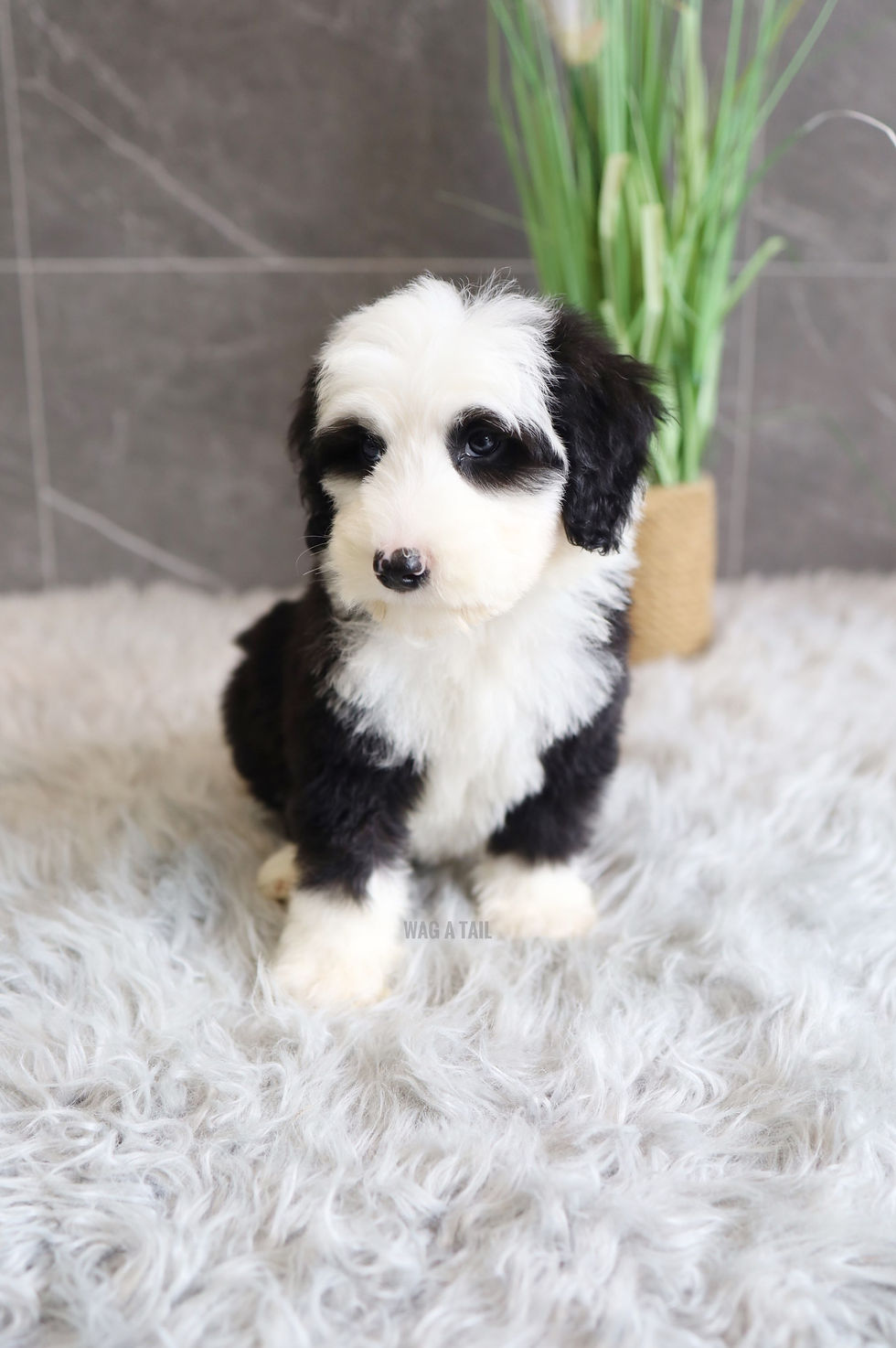 Thumbnail: MINI SHEEPADOODLE - UK Import