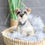 Thumbnail: MINI SCHNAUZER - Australia Import