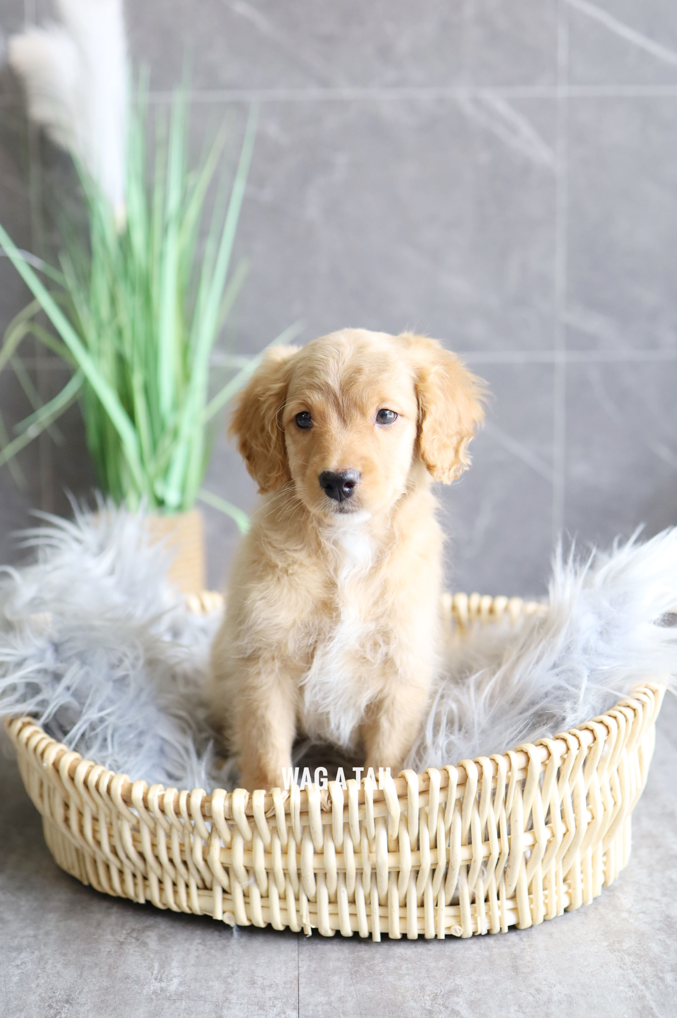 COCKAPOO - United Kingdom Import