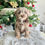 Thumbnail: CAVAPOO - United Kingdom Import