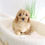 Thumbnail: CAVAPOO - United Kingdom Import