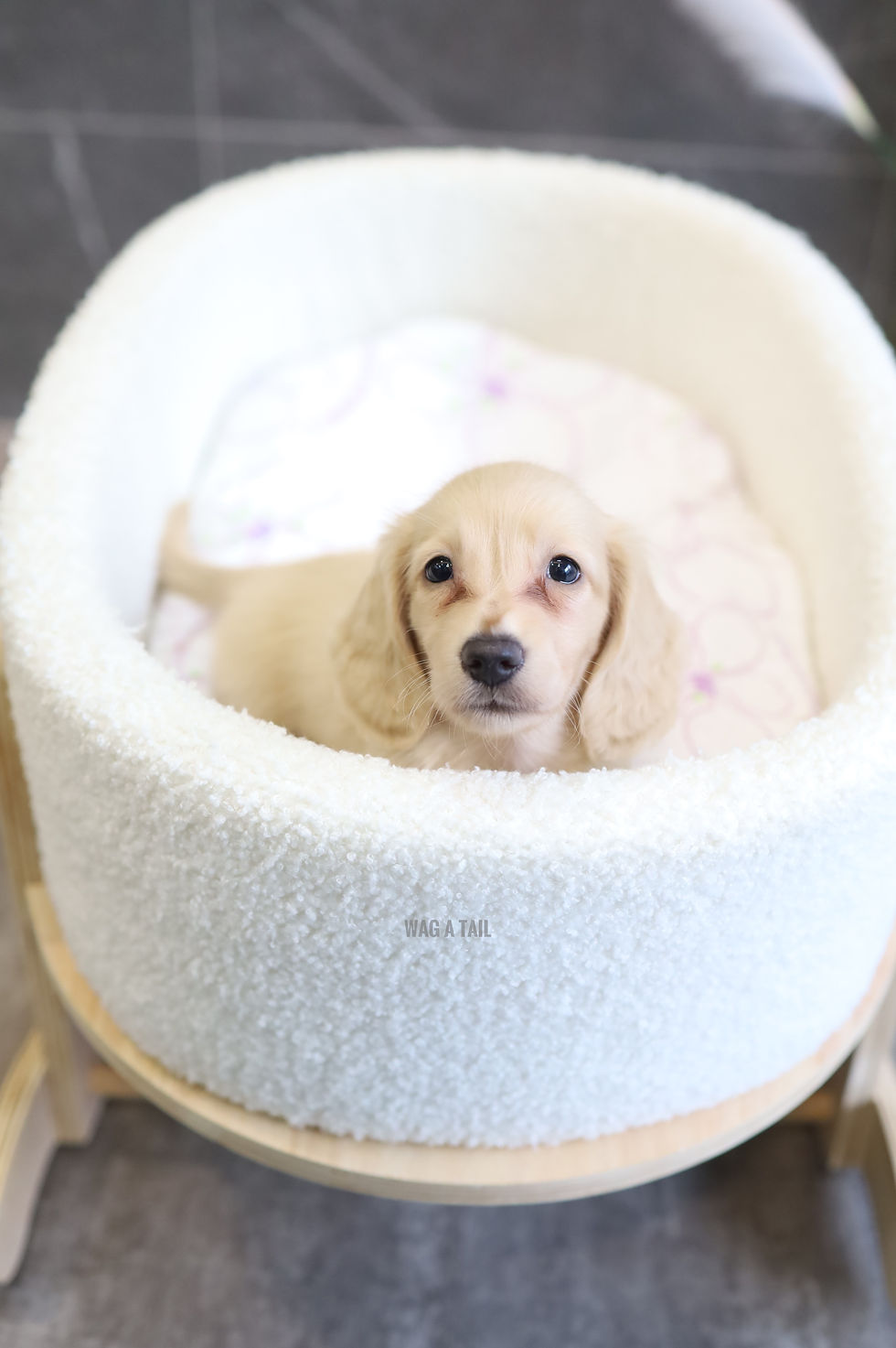 Thumbnail: MINI DACHSHUND - LONG COAT