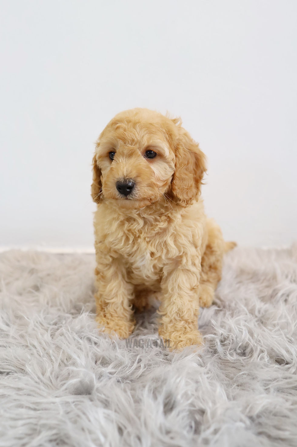 Thumbnail: CAVAPOO - United Kingdom Import