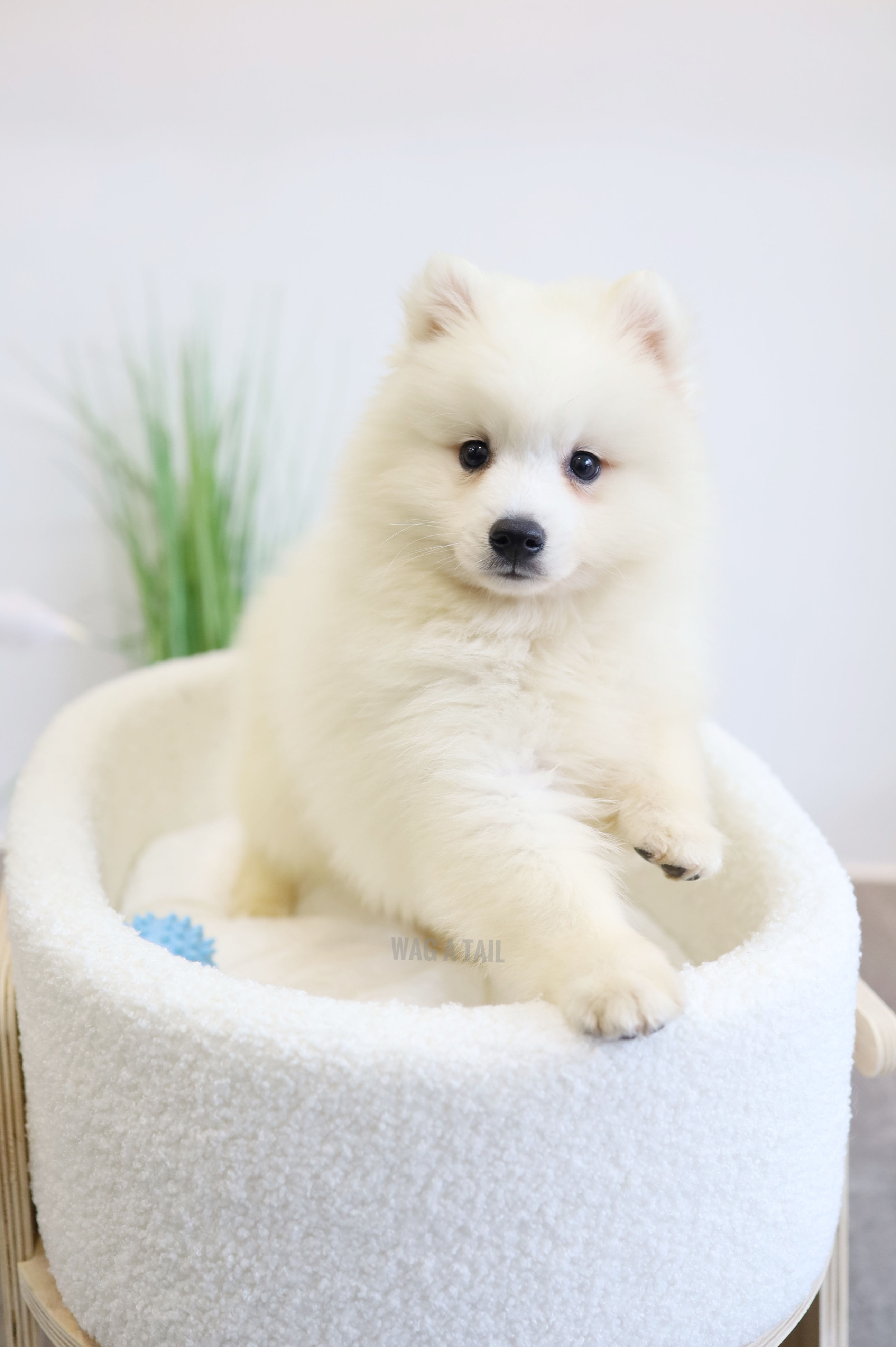 JAPANESE SPITZ - Australia Import