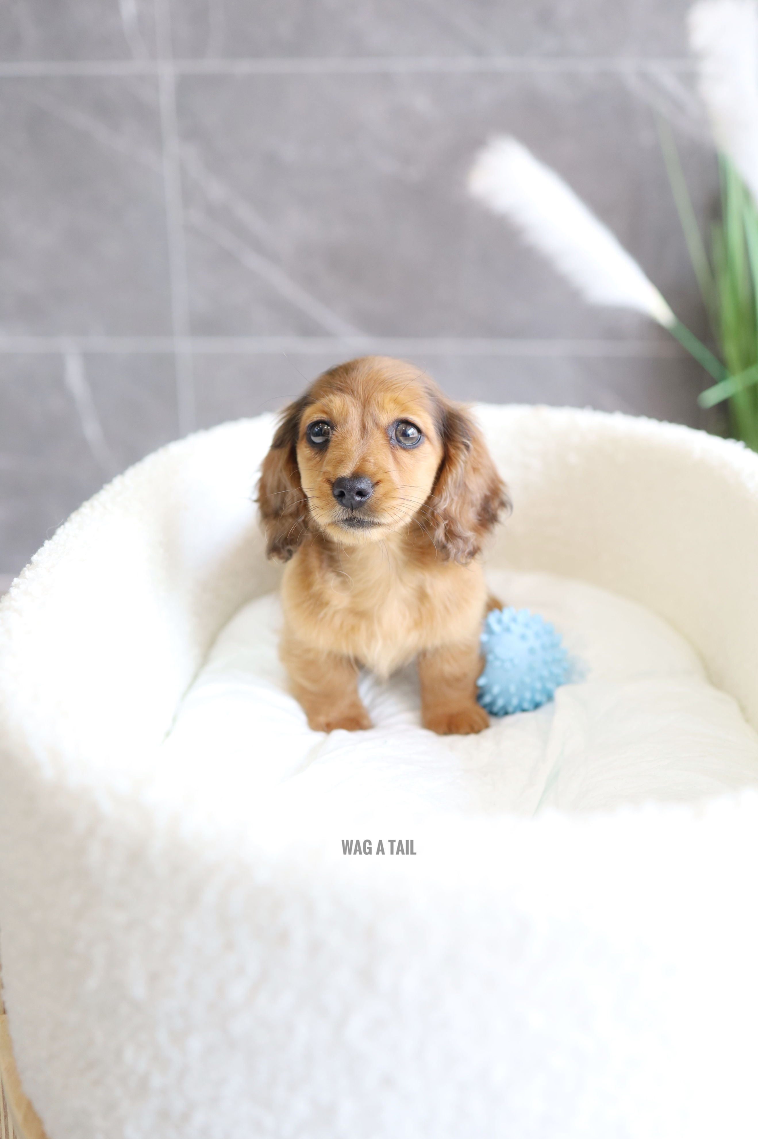 MINI DACHSHUND - Australia Import