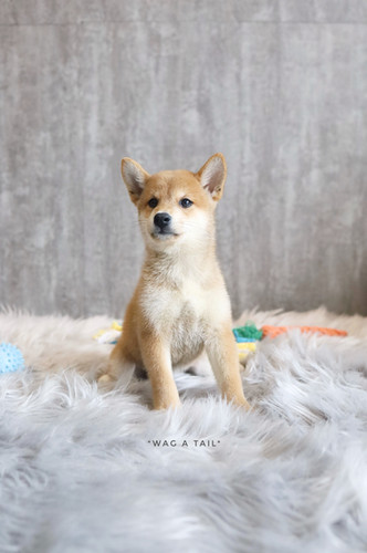 Inu Puppy What Breed Is A Doge SHIBA INU Wag A Tail Singapore