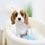 Thumbnail: CAVALIER KINGS CHARLES SPANIEL - Australia Import