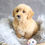 Thumbnail: PETITE MINI GOLDENDOODLE - Australia Import