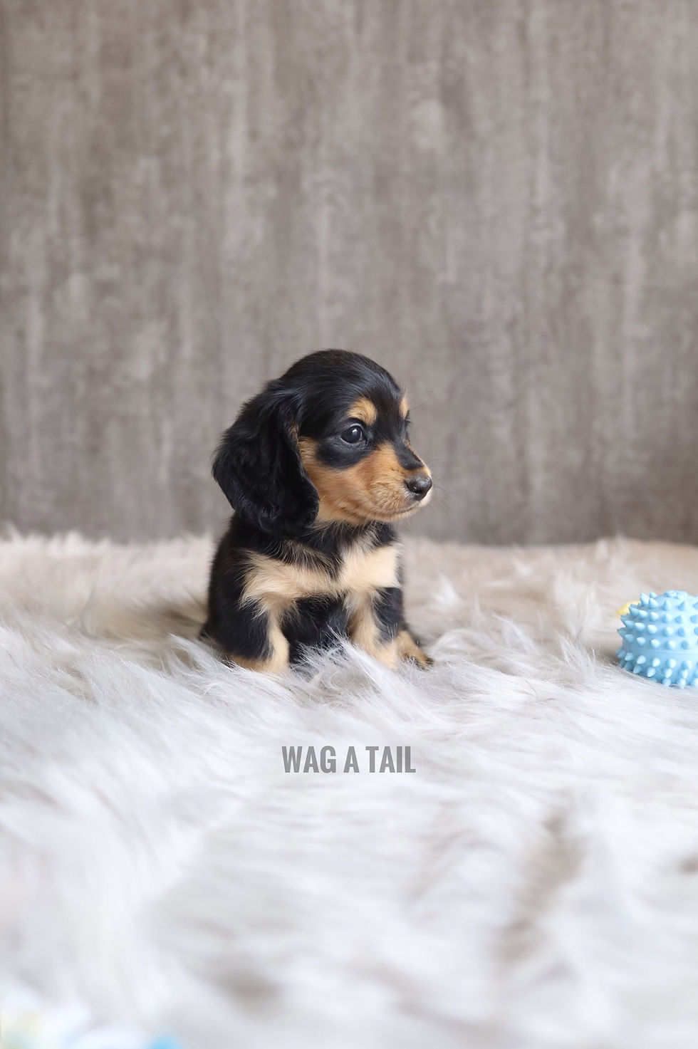Thumbnail: MINI DACHSHUND - LONG COAT
