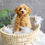 Thumbnail: PETITE MINI GOLDENDOODLE - Australia Import